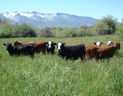 Beef for the Freezer